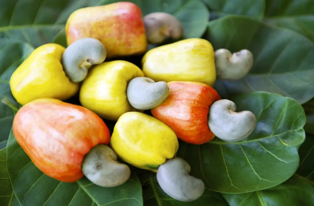 cashew